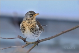 <p>DROZD KVÍČALA (Turdus pilaris) /Fieldfare - Wacholderdrossel/</p>